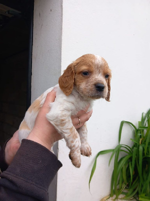 CHIOT 4 orange et blanc