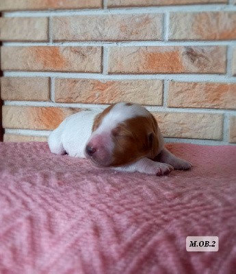 CHIOT 2 orange et blanc